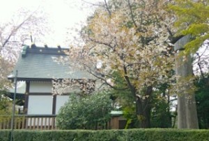 恋ヶ窪会館は、自然あふれる熊野神社内にあります